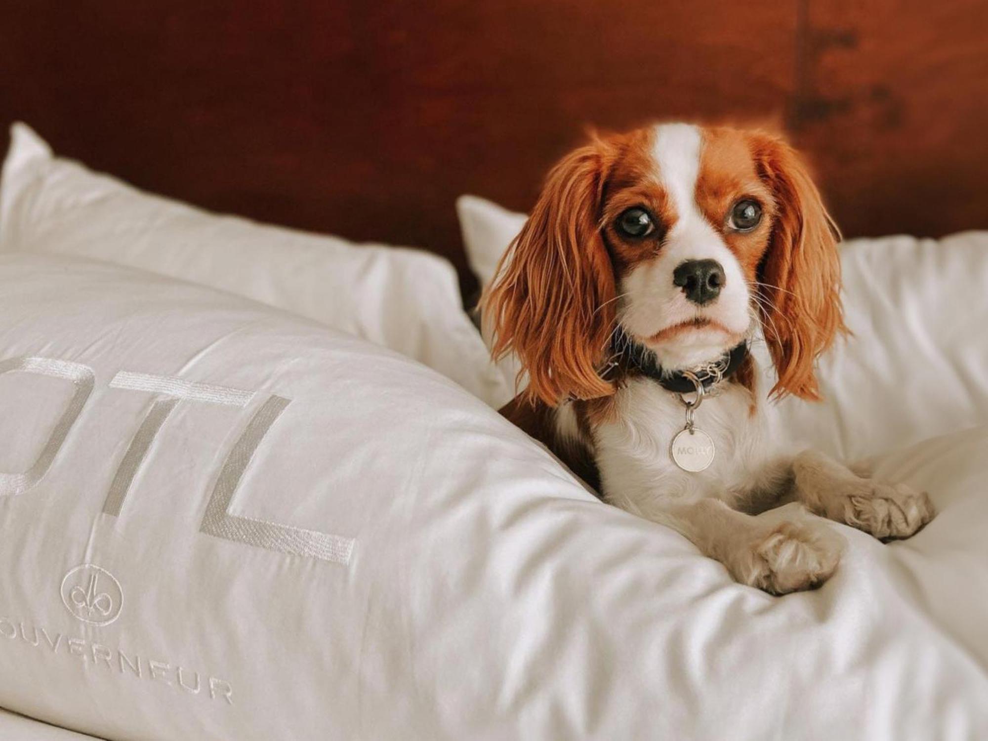 Otl Gouverneur Sherbrooke Ngoại thất bức ảnh A dog on a bed